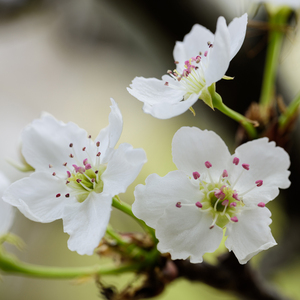 ……哦……高潮……喷了……
